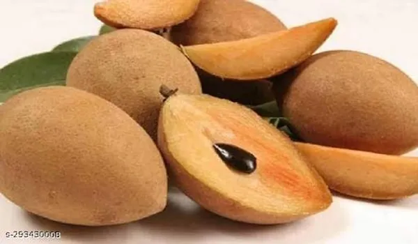 Chiku_Fruit_Plant_Sapota