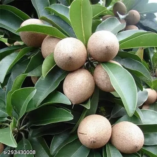 Chiku_Fruit_Plant_Sapota
