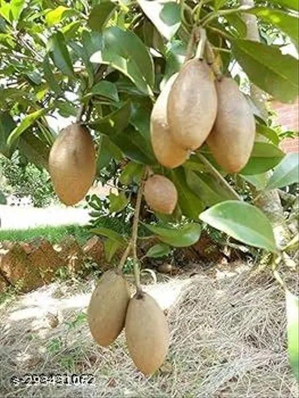 Thai_Banana_Red_Chiku_Tree_Plant