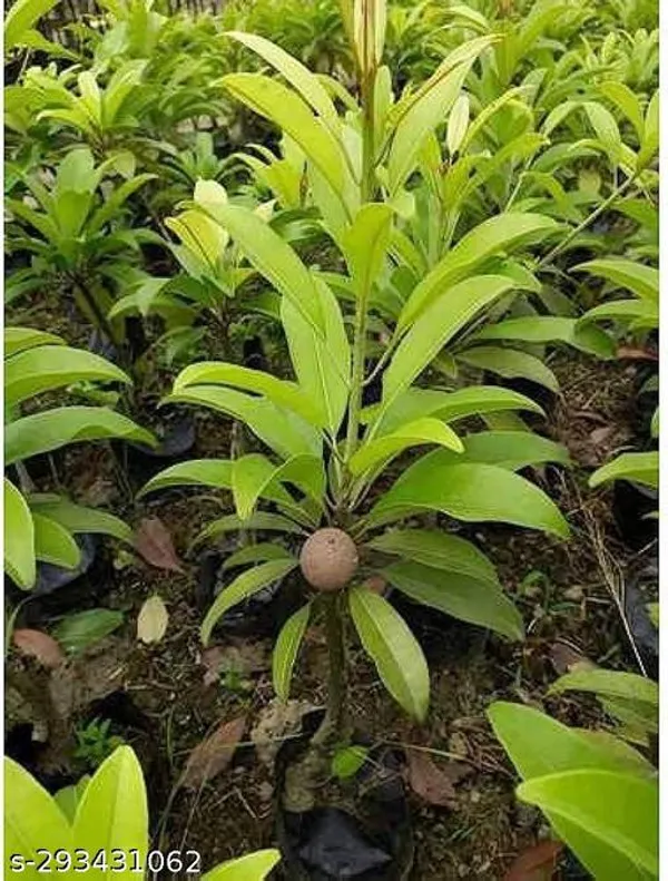 Thai_Banana_Red_Chiku_Tree_Plant