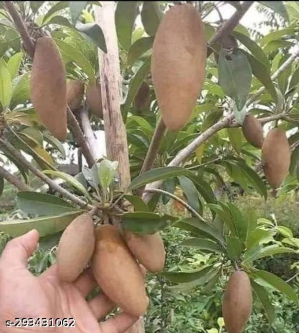 Thai_Banana_Red_Chiku_Tree_Plant