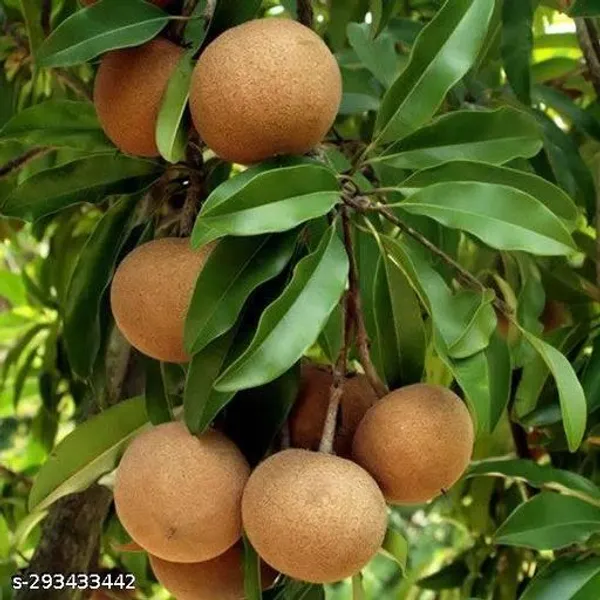 Grafted_Thai_Chikoo_Sopota_Plant