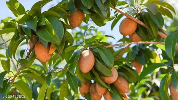 Small_Chiku_Sopota_Tree_Plant