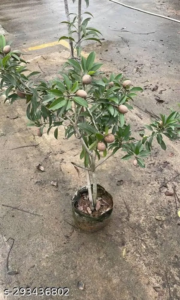 Small_Chiku_Sopota_Tree_Plant
