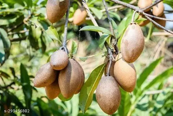 Small_Chiku_Sopota_Tree_Plant