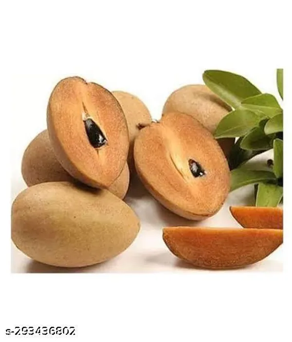 Small_Chiku_Sopota_Tree_Plant