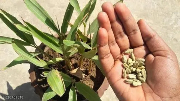 Green_Cardamom_Elaichi_Plant