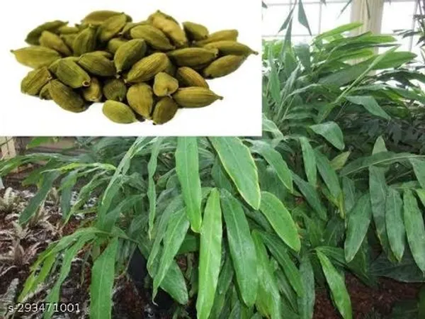 Best_Quality_Cardamom_Elaichi_Plant