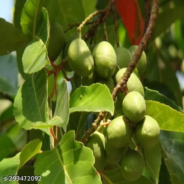 Jalpai_Fruit_Plant