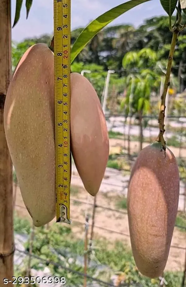 Red_Lvory_Mango_Hybrid_1healthy_Plant