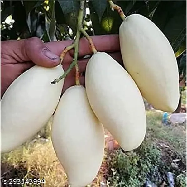 White_Red_Ivory_Mango_Hybrid_1_Healthy_Plant