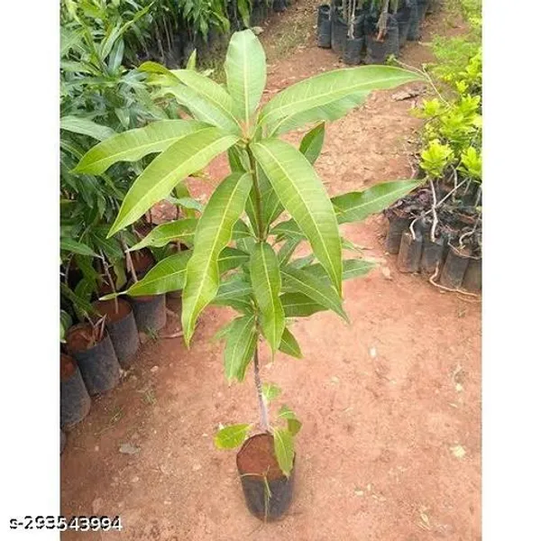 White_Red_Ivory_Mango_Hybrid_1_Healthy_Plant