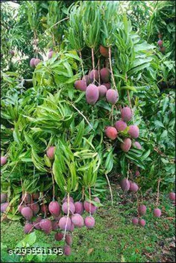 Best_Quality_Mango_Fruit_Plant