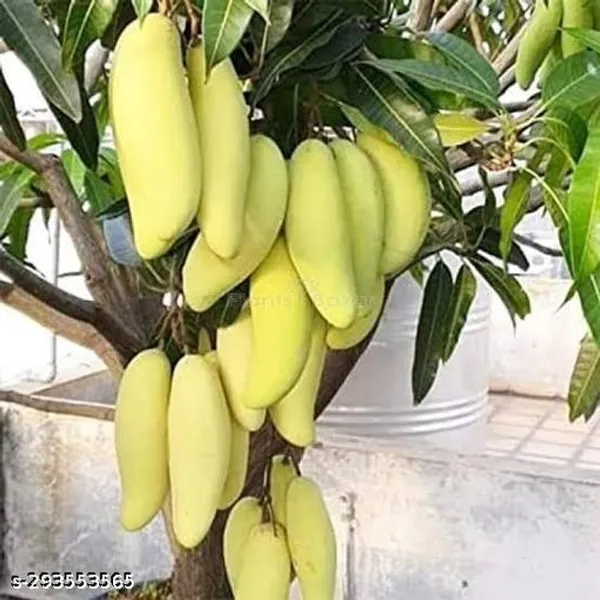 Yellow_Banana_Mango_Fruit_Plant