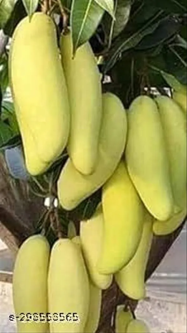 Yellow_Banana_Mango_Fruit_Plant