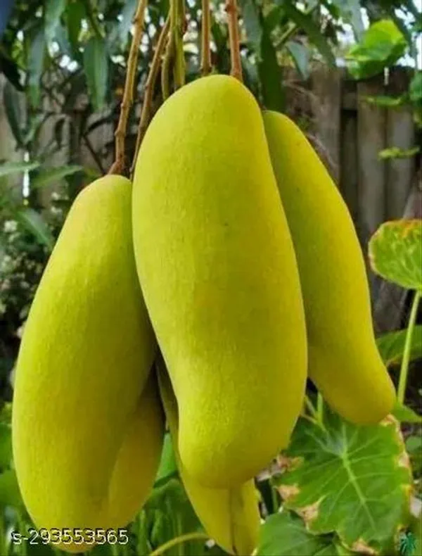 Yellow_Banana_Mango_Fruit_Plant