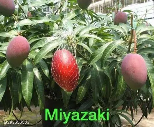 Miyazaki_Mango_Plant