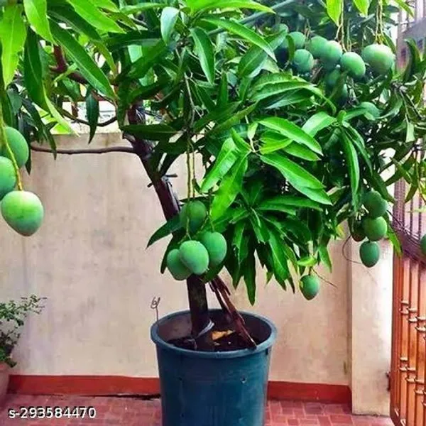 Hybrid_Mango_Plant