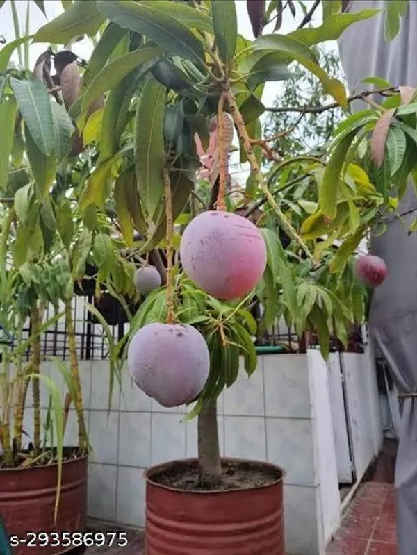 Dwarf_Red_Mango_Hybrid_Plant