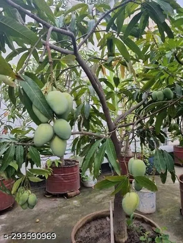 Red_Mango_Hybrid_Fruit_Plant