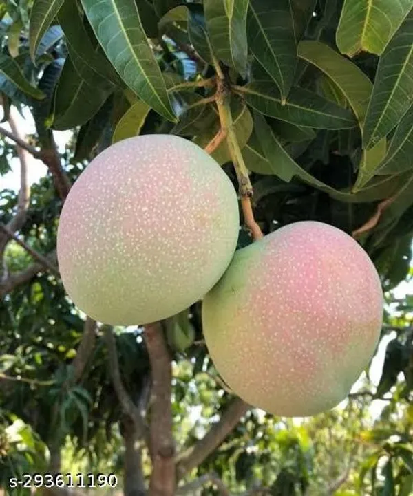 R2e2_Mango_Grafted_Variant_Plant