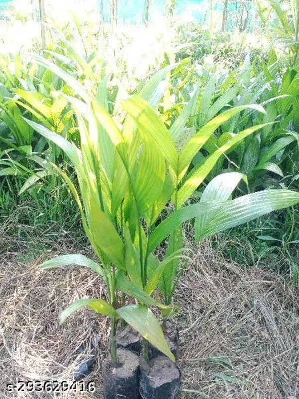 Betel_Nut_Supari_Plant_Hybrid