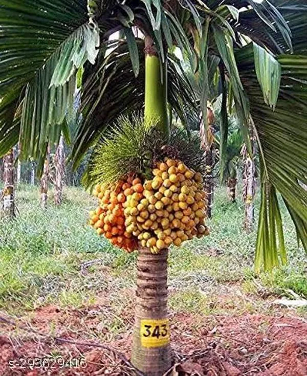 Betel_Nut_Supari_Plant_Hybrid