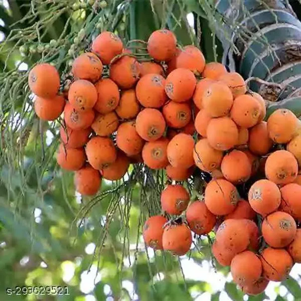 Betel_Nut_Supari_Plant