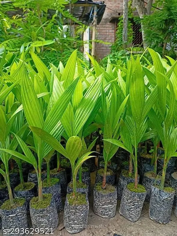 Betel_Nut_Supari_Plant