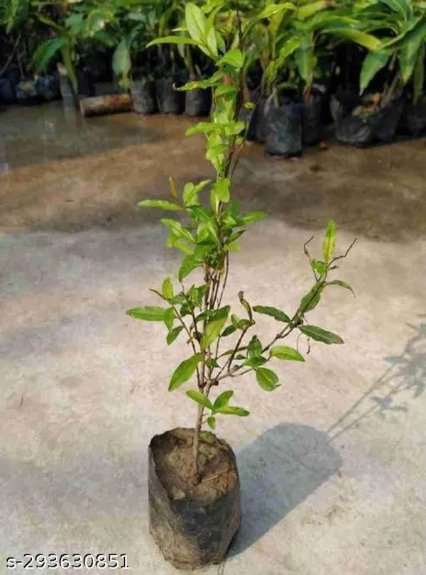 Hybrid_Pomegranate_Bedana_Dalim_Fruit_Plant