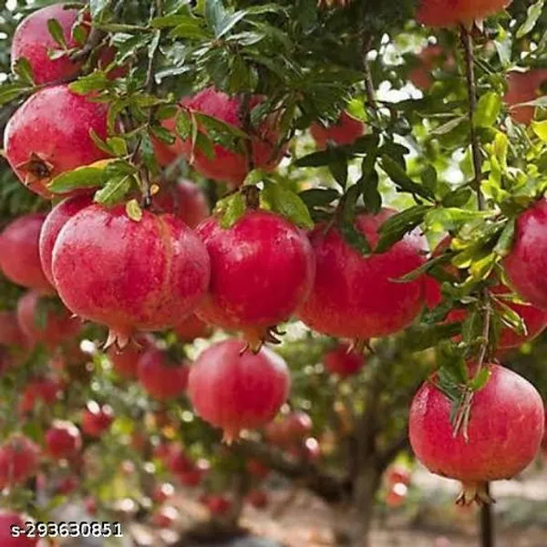 Hybrid_Pomegranate_Bedana_Dalim_Fruit_Plant
