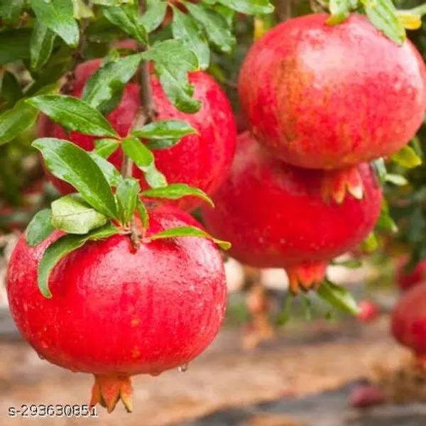 Hybrid_Pomegranate_Bedana_Dalim_Fruit_Plant