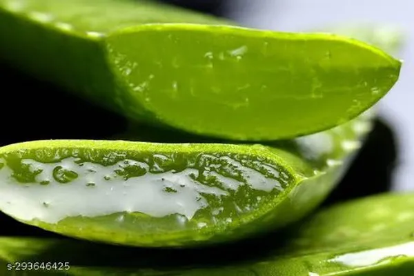 Aloevera_Tree_Plant