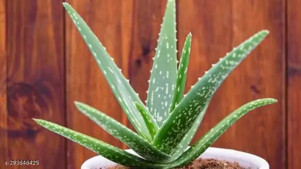 Aloevera_Tree_Plant