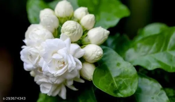 Jasmine_Double_Flower_Plant_Jasminum_Sambac_Bel_Mogra_Fragrant_Flower