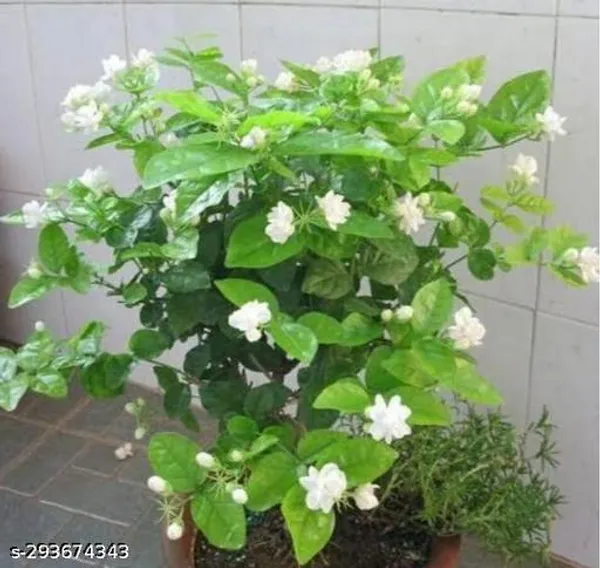 Jasmine_Double_Flower_Plant_Jasminum_Sambac_Bel_Mogra_Fragrant_Flower