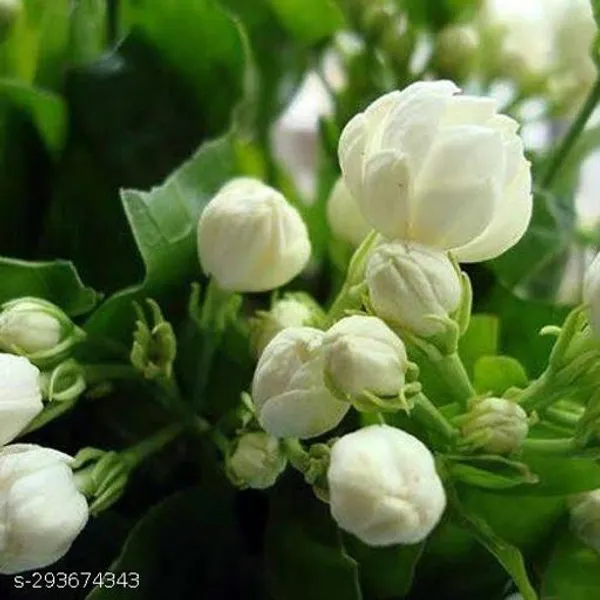 Jasmine_Double_Flower_Plant_Jasminum_Sambac_Bel_Mogra_Fragrant_Flower