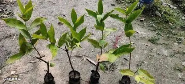 Pink_Jamrul_Water_Apple_Fruit_Plant