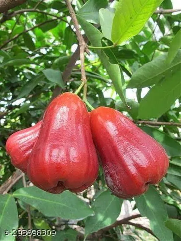 Best_Quality_Jamrul_Fruit_Plant