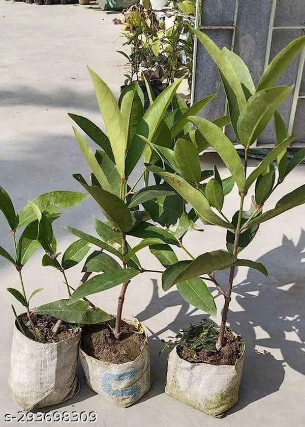 Best_Quality_Jamrul_Fruit_Plant