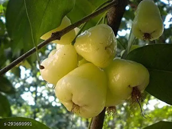 Best_Quality_Water_Jamrul_Plant