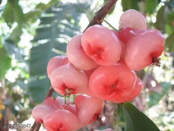 Red_Jamrul_Fruit_Plant