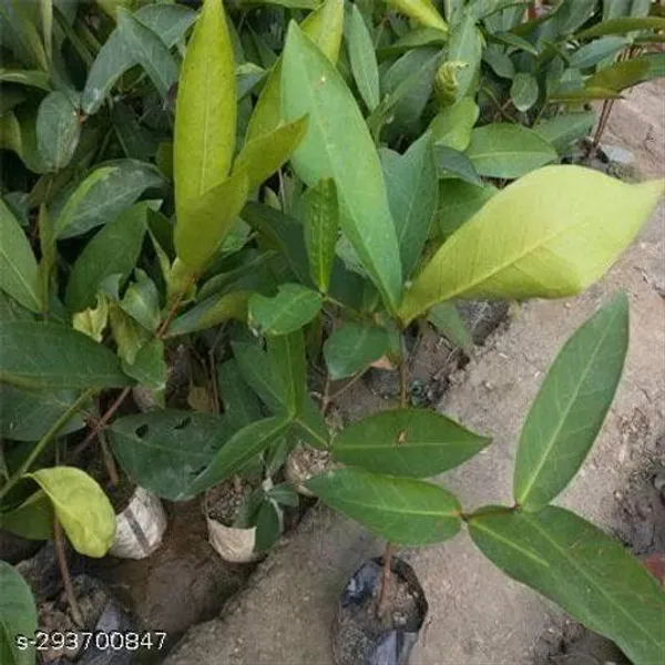 Red_Jamrul_Fruit_Plant