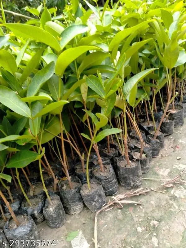 Healthy_Jamun_Fruit_Plant