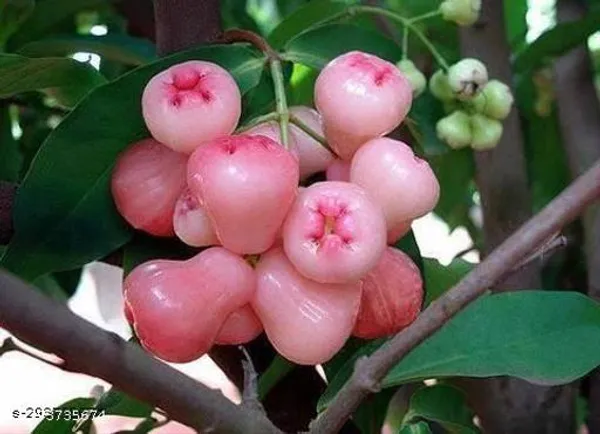 Healthy_Jamun_Fruit_Plant