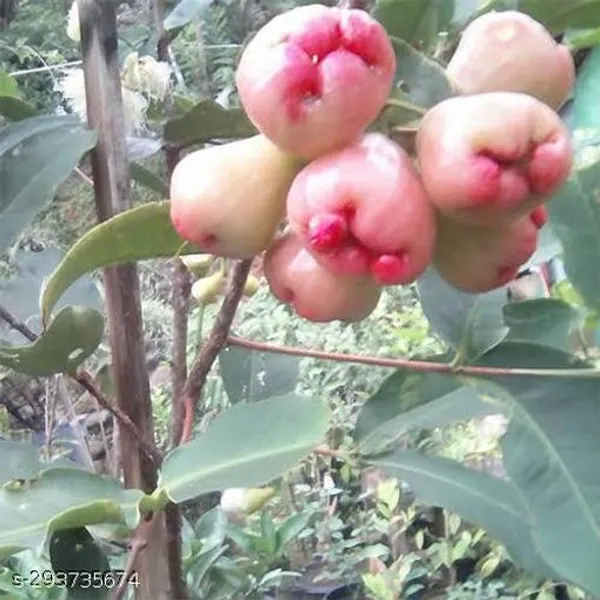 Healthy_Jamun_Fruit_Plant