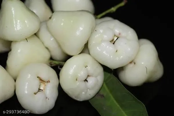 Super_Quality_Jamrul_Fruit_Plant