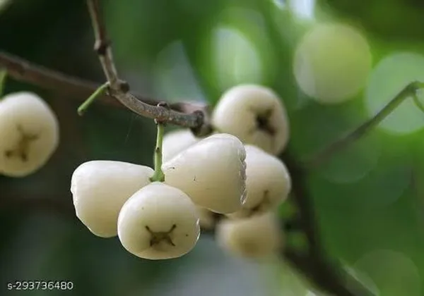 Super_Quality_Jamrul_Fruit_Plant