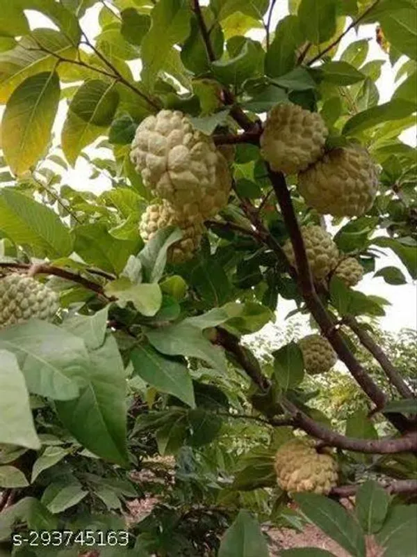 Ariya_Custard_Apple_Balanagar_Green_Sugar_Apple_Sitafal_Ata_Fruit_Plants