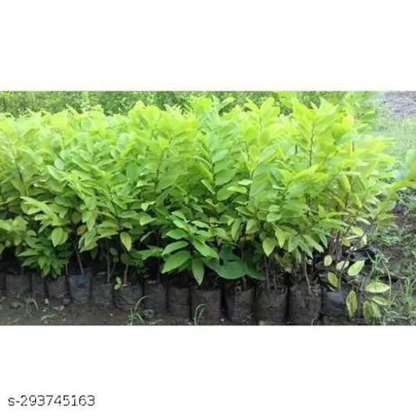 Ariya_Custard_Apple_Balanagar_Green_Sugar_Apple_Sitafal_Ata_Fruit_Plants